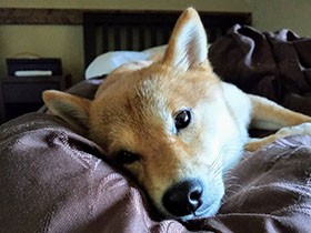 旅先でのんびりまったり　ちょっと色っぽい柴犬「もたまる」