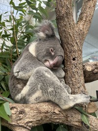 最近のノゾム (4)