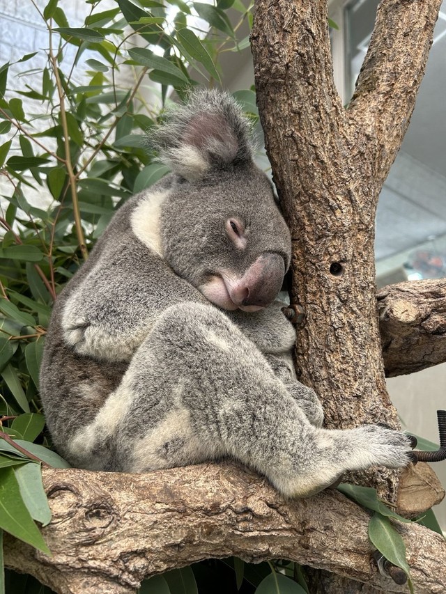 最近のノゾム (4)