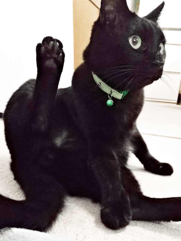 お手入れに励むみいたろうくん（画像提供：くろねこ みいたろうさん）