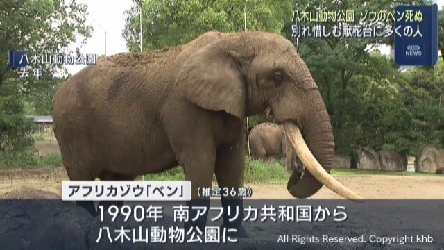 八木山動物公園　アフリカゾウのベンが死ぬ　献花台設置