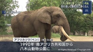 八木山動物公園　アフリカゾウのベンが死ぬ　献花台設置