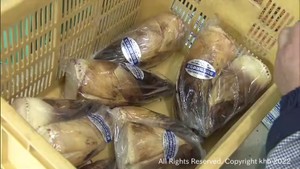 タケノコの出荷制限が全て解除され全域で出荷作業が始まる　宮城・丸森町