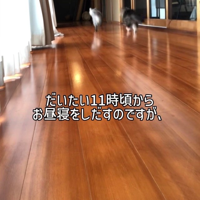 投稿者の後を追って廊下を走る猫たち／禪桂寺さん（@ogaki.zenkeiji）提供