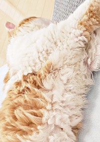 思わず触れたくなる！ くるくる巻き毛がかわいいもやしくん（画像提供：ラムキンのもやし君さん）