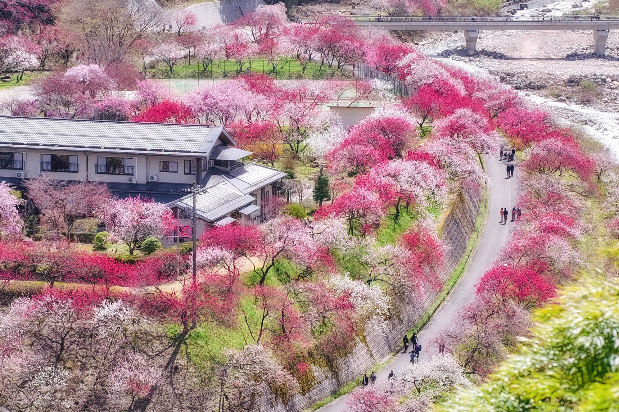 【値下げ可】せんせいしょん 桃源郷 7d3d59f8c3bd7cf25b3f8ffa646007