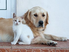 改正動物愛護法が成立　JAVAが協働で求めた改正は実現したか