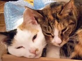 わが家に現れた白三毛とサビの野良猫姉妹　訳あって夫が緊急保護