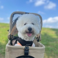 穏やかな表情を浮かべるパポくん（提供：形の定まらない犬さん）