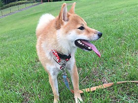 家族といっしょにサッカーボールを追いかけるよ　柴犬の「梅」