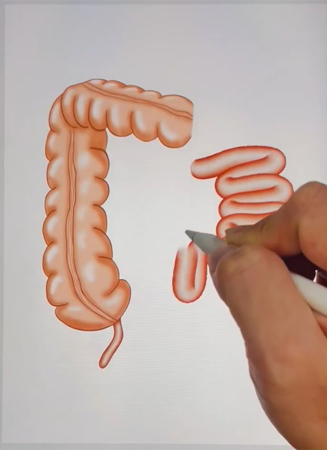 するすると描かれていく「小腸」（画像提供：だーいしさん　※動画よりキャプチャ）