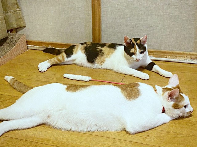 遊び疲れて寝そべる（奥から）ニケちゃんとポッケちゃん（画像提供：ポッケとニケさん）