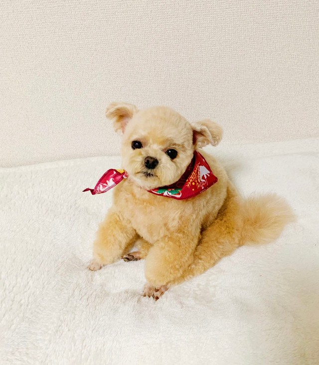 トリミングしてきたよ＝ポメプーふわちゃんさん（@Fuwancho319）提供