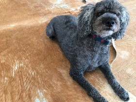 愛犬「ポコ」がくれた景色　季節の変わり目を肌で感じながら