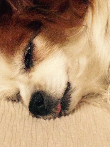 熟睡しているときに、いつもちょろっと舌の先が出ていたのが印象的。