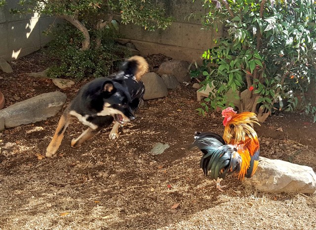 決闘がはじまりました（提供：なおしゃんさん）