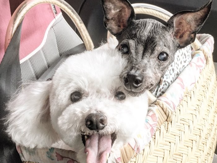 大事なおにいちゃん（日本テリアのネロ君）がいなくなり寂しいね