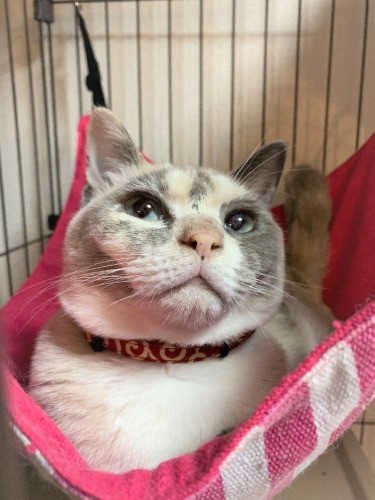 トライアルの前日。何かを察しているような目（鶴子さん提供）