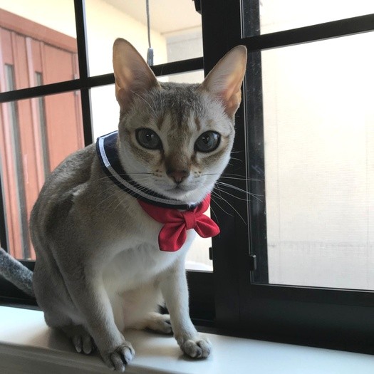 セーラー服似合ってる？