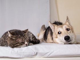 【投稿募集】犬や猫の「おもしろ写真」お寄せください　クスッとする１枚待ってます！