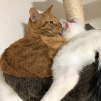 ぎゅうぎゅうに詰まりながらも、ラナちゃんを毛づくろいするイナリくん（左）