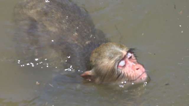 小豆島の夏の風物詩　銚子渓で猿が水浴び　香川