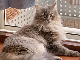 メインクーン「八千代」 朝から弟猫と運動会　まったりひと休み