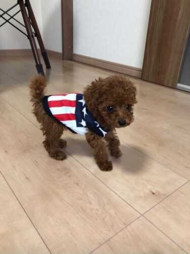 家にきたころの「ぷりん」