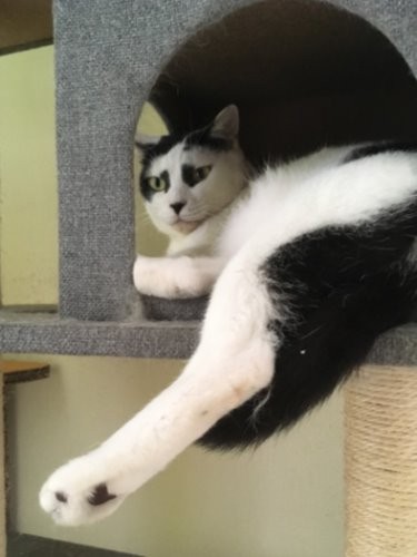 俺の肉球見るか？