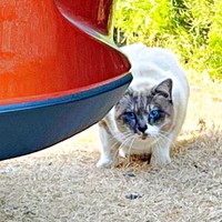 庭に現れるようになったぴーちゃん。他の猫とケンカして怪我を負っていました（画像提供：hiroさん）