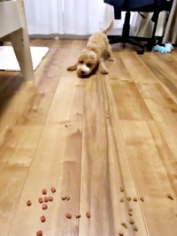 姿勢を低くしてパクリ！ 上手に食べるたむくん（画像提供：たむさん） ※無断転載禁止