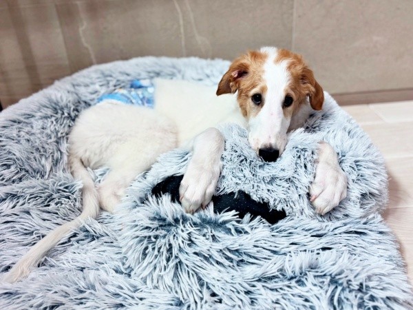 子犬のあどけなさが愛らしいラムくん（画像提供：ベル ラム ボルゾイさん）