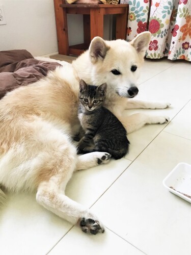 キラ（クリン）とオジロ（かよこさん提供）