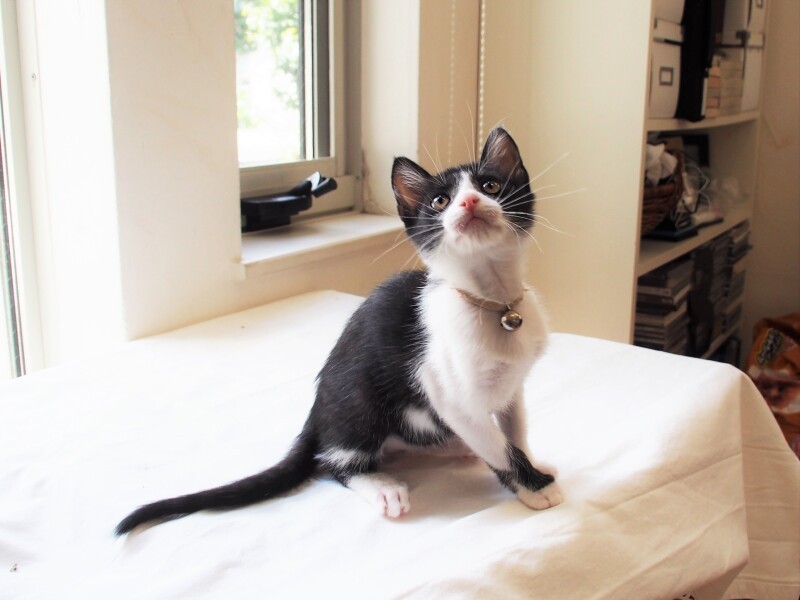 一日中、飽かず跳びはねている