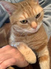 ミコはお手々もぷくぷく