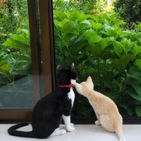 子猫時代、窓辺でニャルソックするハナちゃん（画像提供：Ai Tannoさん）