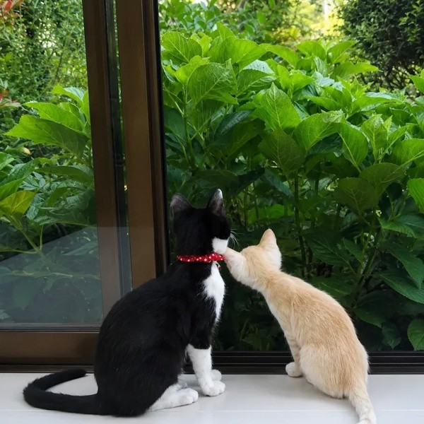 子猫時代、窓辺でニャルソックするハナちゃん（画像提供：Ai Tannoさん）