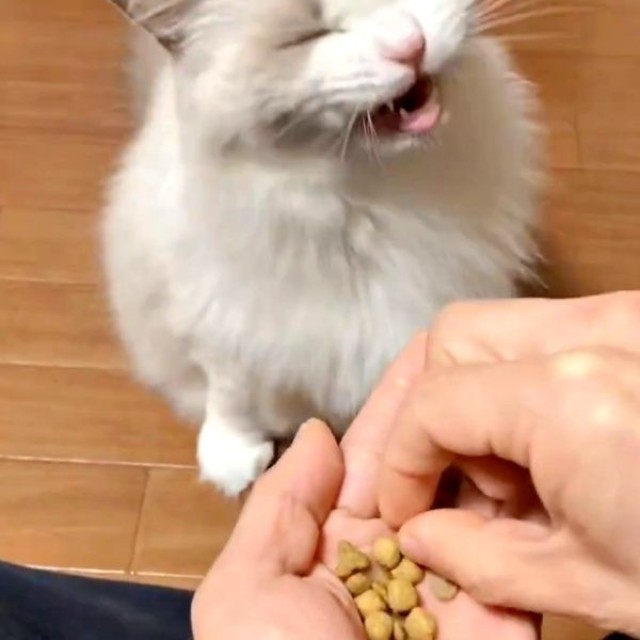 パクッと食べたことらちゃん。苦味があったのか顔が歪みました（画像提供：ことら モフドールさん）