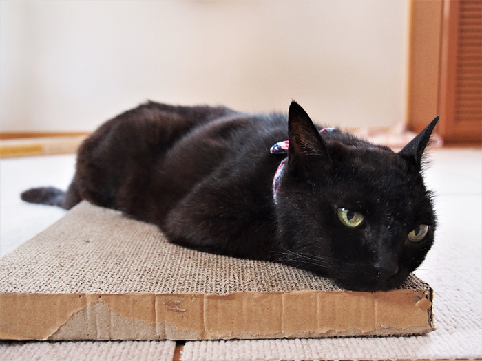爪とぎ板の上は昼寝にもってこい