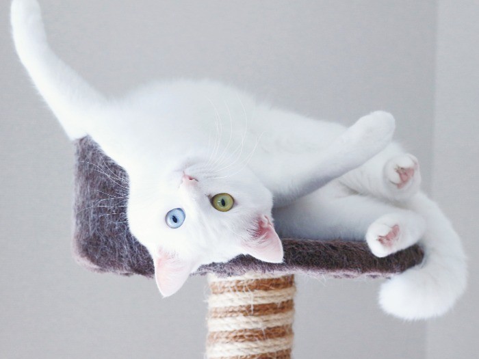 「オッドアイ（キャットタワーでオンステージ）」（へそ天にゃんこ/三笠書房）