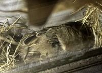 ごろんとおやすみ。居心地の良さがうかがえます／Yoshihito OHMURAさん（@lichemon5）提供