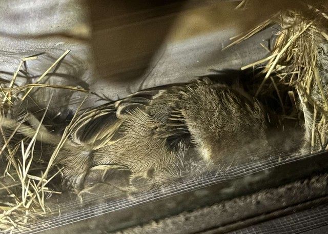 ごろんとおやすみ。居心地の良さがうかがえます／Yoshihito OHMURAさん（@lichemon5）提供