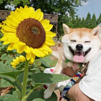 ひまわりと一緒にとろけるモモちゃん（画像提供：豆柴モモさん）