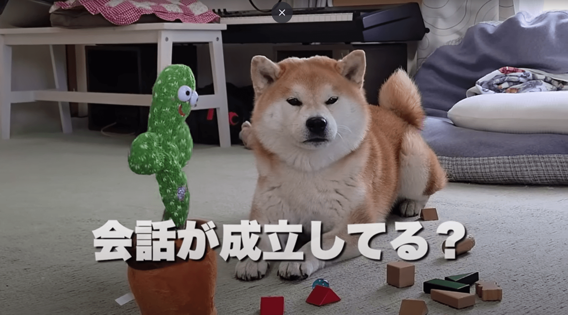 犬とサボテンの会話が成立？！