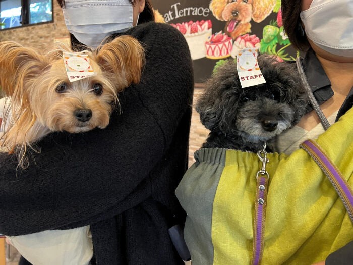 スタッフ犬たち。軽井沢で出会い、犬同士も仲良しに