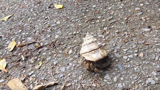 別の日に投稿主さんが撮影したヤドカリ／okinawanlifeさん（@akemi74rocks）提供