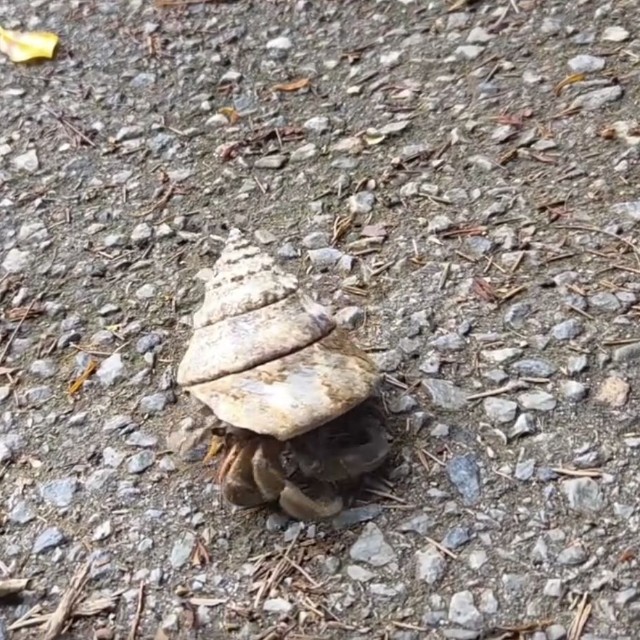 別の日に投稿主さんが撮影したヤドカリ／okinawanlifeさん（@akemi74rocks）提供