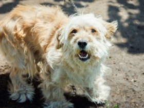犬の繁殖用施設で火事　犬舎が全焼、４０匹が焼け死ぬ