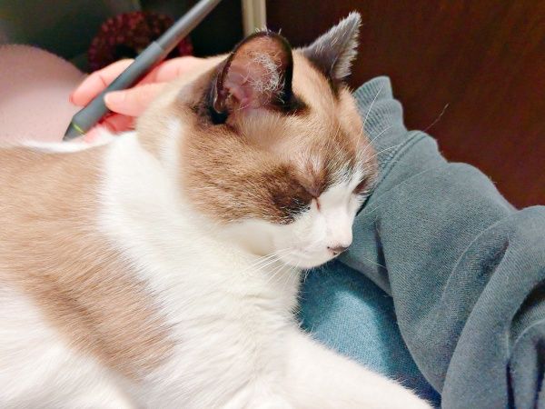 丸まって眠る猫の体にくっきり“極上ハート” 完璧な形に10万いいね