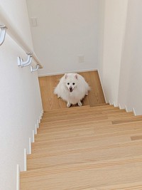人間大好き！ 階段下で待ちかまえるこんちゃん（画像提供：こんぺいとうさん）